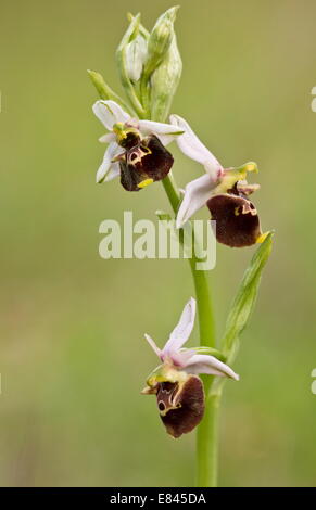 Späten Spider Orchidee, Ophrys Fuciflora in Blüte. Stockfoto