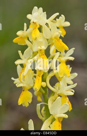 Nur einige blühende Orchidee Orchis Pauciflora, blühen im Frühjahr.  Italien. Stockfoto