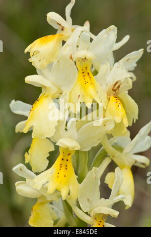 Nur einige blühende Orchidee Orchis Pauciflora, blühen im Frühjahr.  Italien. Stockfoto
