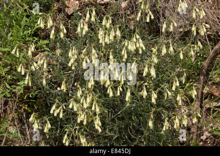 Einen goldenen Tropfen, Onosma Echioides, Italien. Stockfoto