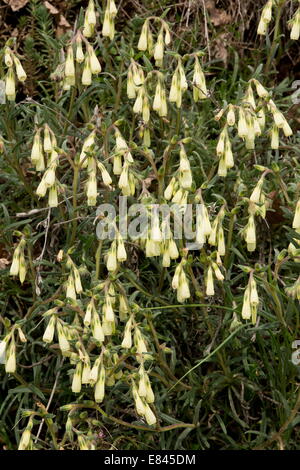 Einen goldenen Tropfen, Onosma Echioides, Italien. Stockfoto