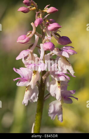 Eine Hybrid-Orchidee, paar-geblümten x frühen lila Orchidee; Orchis Pauciflora X mascula, Italien. Stockfoto