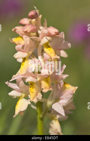 Eine Hybrid-Orchidee, paar-geblümten x frühen lila Orchidee; Orchis Pauciflora X mascula, Italien. Stockfoto