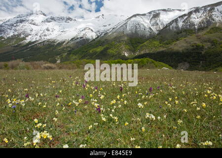 Massen von Frühlingsblumen, einschließlich Viola Eugeniae Gran Sasso d ' Italia, nach oben in Richtung Monte della Scindarella, Apen Stockfoto