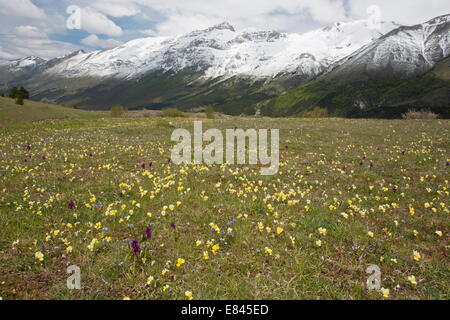 Massen von Frühlingsblumen, einschließlich Viola Eugeniae, Gran Sasso d ' Italia, mit Blick auf Monte della Scindarella, Apennin Stockfoto