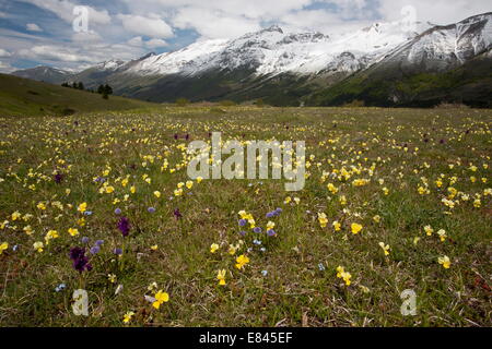 Massen von Frühlingsblumen, einschließlich Viola Eugeniae, Gran Sasso d ' Italia, mit Blick auf Monte della Scindarella, Apennin Stockfoto