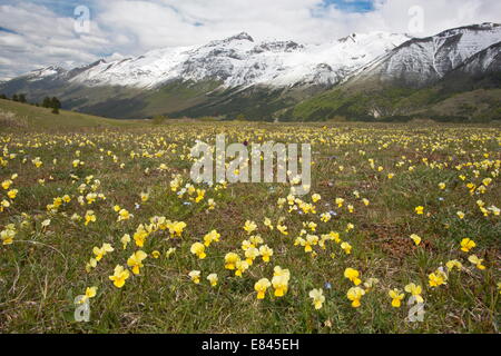 Massen von Frühlingsblumen, einschließlich Viola Eugeniae, Gran Sasso d ' Italia, mit Blick auf Monte della Scindarella, Apennin Stockfoto