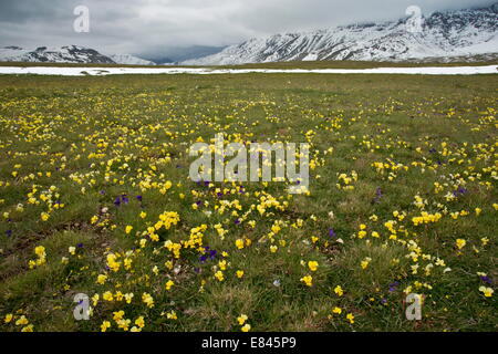 Massen von einer endemischen gelbe Stiefmütterchen, Viola Eugeniae SSP. Eugeniae und andere Blumen auf dem Campo Imperatore im Gran Sasso Stockfoto