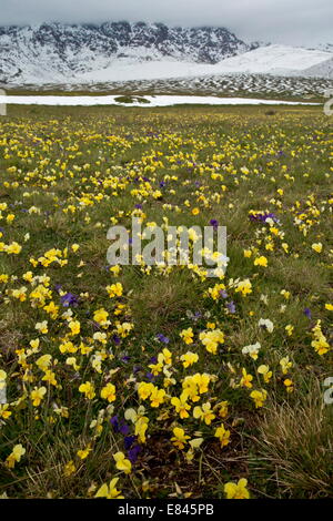 Massen von einer endemischen gelbe Stiefmütterchen, Viola Eugeniae SSP. Eugeniae und andere Blumen auf dem Campo Imperatore im Gran Sasso Nationa Stockfoto