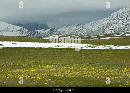 Massen von einer endemischen gelbe Stiefmütterchen, Viola Eugeniae SSP. Eugeniae und andere Blumen auf dem Campo Imperatore im Gran Sasso Nationa Stockfoto