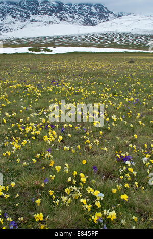 Massen von einer endemischen gelbe Stiefmütterchen, Viola Eugeniae SSP. Eugeniae und andere Blumen auf dem Campo Imperatore im Gran Sasso Nationa Stockfoto