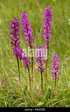 Frühe lila Orchideen Orchis Mascula, Gruppe in Blume im Grünland Stockfoto