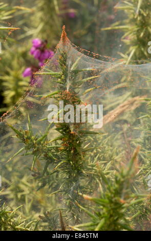 Ginster Busch bedeckt mit Ginster Spinnmilbe, Tetranychus Lintearius auf Dartmoor. Stockfoto