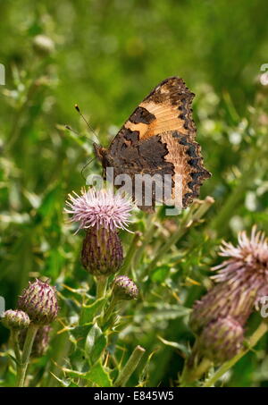 Kleiner Fuchs Schmetterling, Aglais Urticae, Fütterung auf Creeping Thistle Flügel geschlossen. Devon. Stockfoto