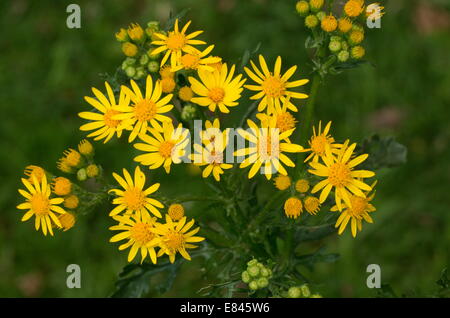 Gemeinsamen Kreuzkraut, Senecio Jacobaea, in Blüte. Gute Insekten Pflanze. Devon. Stockfoto