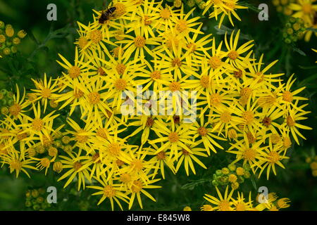 Gemeinsamen Kreuzkraut, Senecio Jacobaea, in Blüte. Gute Insekten Pflanze. Devon. Stockfoto