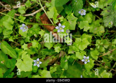 Efeu-leaved Glockenblume, Wahlenbergia Hederacea in Blüte auf eine Renaturierung Dartmoor. Stockfoto