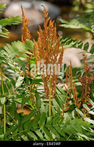 Königsfarn Osmunda Regalis mit fruchtbaren Wedel auf Dartmoor Renaturierung. Stockfoto