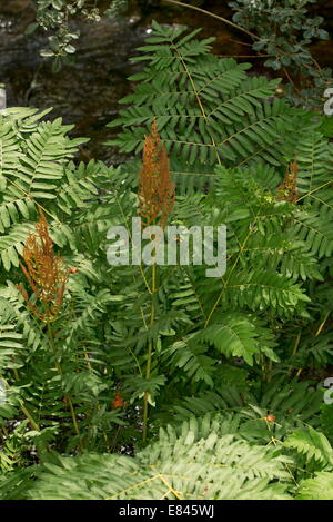 Königsfarn Osmunda Regalis mit fruchtbaren Wedel auf Dartmoor Renaturierung. Stockfoto
