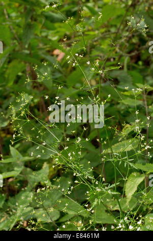 Stein-Petersilie, Sison Amomum in Blüte in Hecke, Dorset. Stockfoto