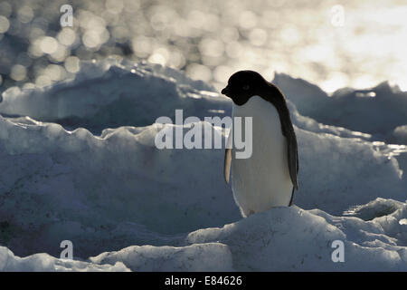 Adelie Penguin (Pygoscelis Adeliae) stehend auf Eis, Hintergrundbeleuchtung, unerreichbare Insel Rossmeer, Antarktis. Stockfoto