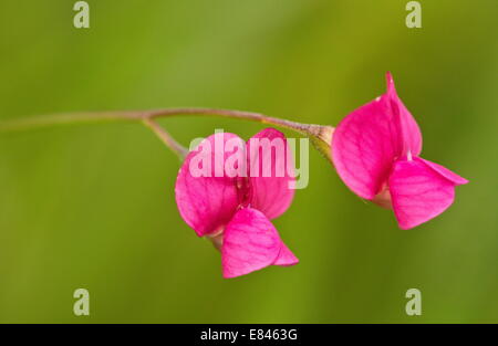 Grass Platterbse / Grass Erbse, Lathyrus Nissolia in Blüte im Grünland. Stockfoto
