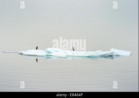 Zwei Adélie Penguin (Pygoscelis Adeliae) stehend auf Eisberg, Ross-Meer, Antarktis. Stockfoto