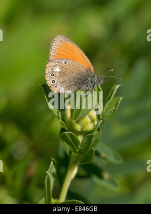 Kastanie Heide Schmetterling, Coenonympha Glycerion thront, im siebenbürgischen Grünland; Rumänien Stockfoto