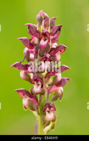 Orchidee, Anacamptis Coriophora Bug = Orchis Coriophora, blühen im siebenbürgischen Grünland, Rumänien Stockfoto