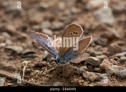 Grün-Unterseite blau, Glaucopsyche Alexis; verblasst bis braun. Rumänien. Stockfoto