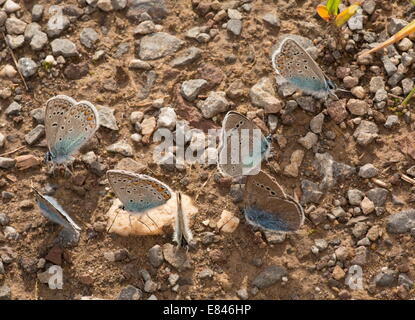 Verschiedenes blues Schlamm-Puddel, einschließlich Grün-Unterseite blau, Glaucopsyche Alexis. Rumänien. Stockfoto