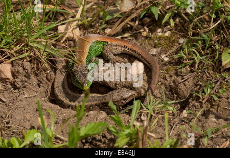 Sand, Eidechsen, Lacerta Agilis, männlich und weiblich, die den Hof, in der Brutzeit. Stockfoto