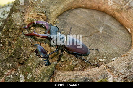 Männliche und weibliche mehr Hirschkäfer, Lucanus Cervus auf alte Eiche.  Rumänien Stockfoto