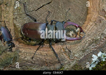 Männliche und weibliche mehr Hirschkäfer, Lucanus Cervus auf alte Eiche.  Rumänien Stockfoto