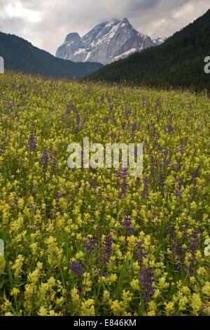 Schöne blumige Mähwiese im Val di Fassa, Avisio Senke nahe Canazei; Dolomiten, Italien Stockfoto