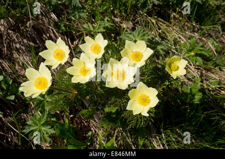 Alpine Kuhschelle Pulsatilla Alpina SSP. Apiifolia in seiner gelben Form; Dolomiten, Italien Stockfoto