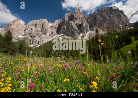 Sommer Wildblumenwiese mit der Sella Gruppe - Gruppo di Sella - darüber hinaus, Dolomiten, Italien. Stockfoto