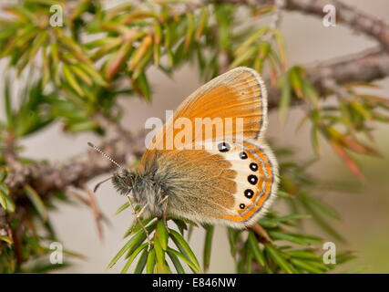 Alpine Heath, Coenonympha Gardetta ließ sich auf Wacholder, Dolomiten, Italien Stockfoto