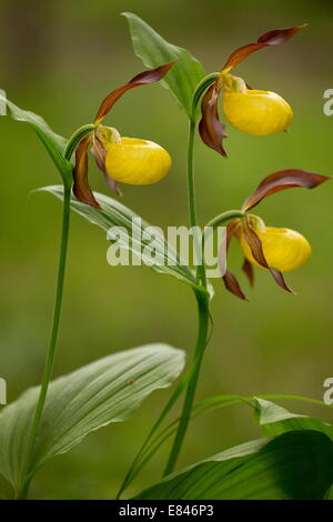 Frauenschuh Orchidee, Cypripedium Calceolus, blüht im Wald; Dolomiten, Italien Stockfoto