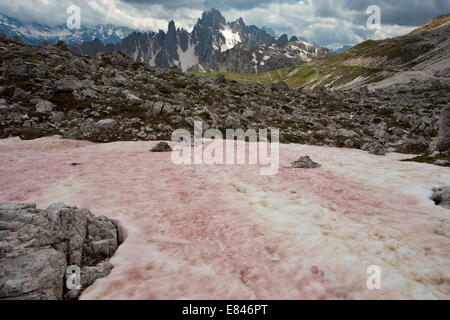 Red Snow oder Wassermelone Schnee, verursacht durch die flagellate Alge Chlamydomonas Nivalis, auf den Tre Cime, Dolomiten, Italien Stockfoto