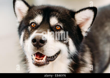 Graue glücklich Erwachsenen Alaskan Malamute Hund Close Up Portrait Stockfoto