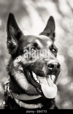 Deutscher Schäferhund Hund Close Up Portrait. Schwarz / weiß Foto Stockfoto