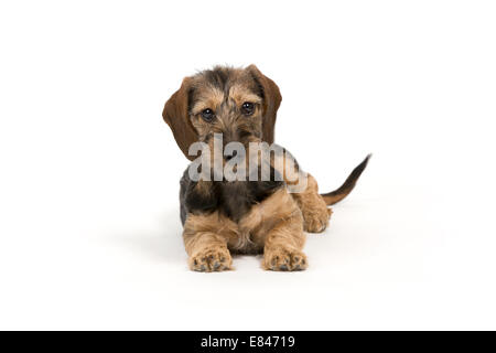 Eine junge Rauhaar Dackel oder Teckel Stockfoto