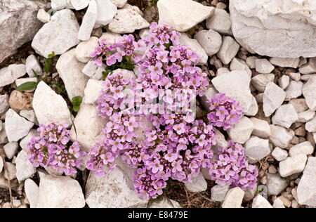 Runde-leaved Penny-Kresse, Thlaspi Rotundifolium auf Dolomit Geröll, in den Dolomiten, Italien Stockfoto