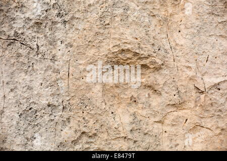 Dinosaurier-Fußabdruck, 200 Myo Eubrontes sp, Dolomiten, Italien Stockfoto