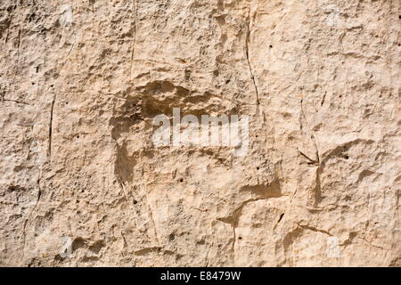 Dinosaurier-Fußabdruck, 200 Myo Eubrontes sp, Dolomiten, Italien Stockfoto