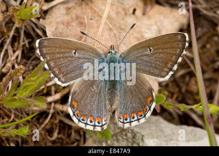 Weibliche Adonis Blue, Lysandra Bellargus (Polyommatus) Aalen. Erste Generation, Mai. Stockfoto