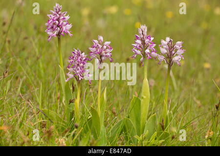 Soldat Orchidee / militärische Orchidee Orchis Militaris in Blüte im Mai. Sehr selten in UK Stockfoto