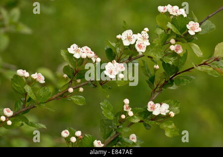 Midland Weißdorn, Crataegus Laevigata in Blüte im Frühjahr. Stockfoto