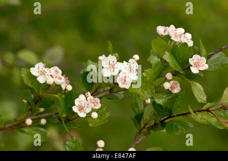 Midland Weißdorn, Crataegus Laevigata in Blüte im Frühjahr. Stockfoto